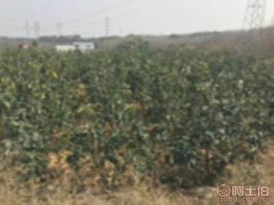 龍海市東泗興輝園藝場(chǎng) 優(yōu)質(zhì)香泡柚子苗木，量大價(jià)優(yōu)，綠化佳選
