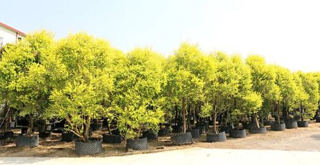 行情回暖，機(jī)遇與挑戰(zhàn)并存——深度解析苗木市場(chǎng)新趨勢(shì)與苗圃發(fā)展策略
